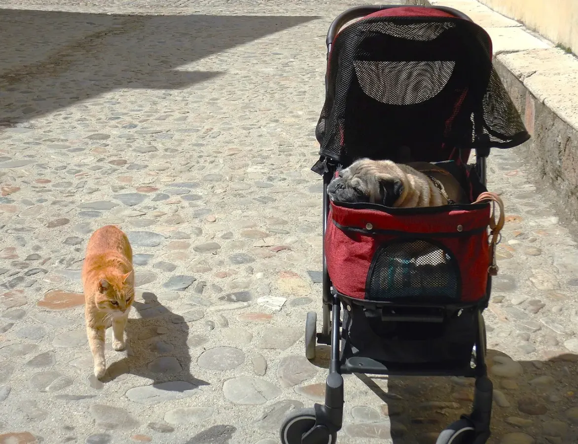 Red foldable stroller (pug not included), photo 1