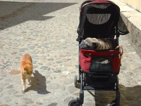Red foldable stroller (pug not included)